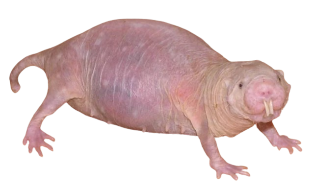 A mole rat